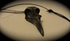 Raven Skull Antique Silver