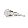 Crow Skull Knob  silver finish