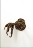 Raven claw bronze oxide plated wall mounted jewelry holder, coat rack, hat key hook, big life sized pewter cast in NYC