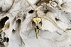 Bird Skull in Gold Plate