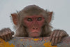 Rhesus Macaque life cast Monkey Skull