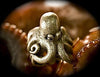 Octopus Ring Antique Silver Finish