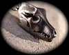 Black Wolf Skull with moving jaw in Sterling Silver