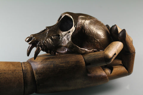 Monkey Skull in purified recycled bronze lost wax life cast made in NYC